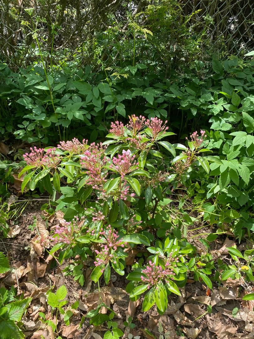 RHCS Grounds - Image 2