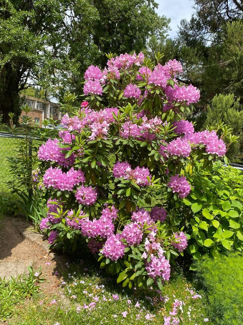 RHCS Grounds - Image 4