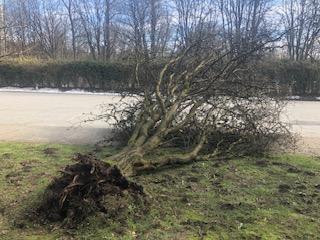 Laburnum Tree fell near Crease Building - Image 2